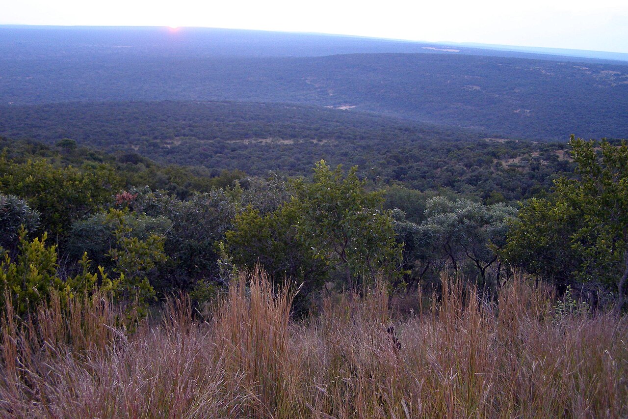 Waterberg bushveld — typical landscape around Lephalale farms and lodges